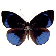 EUNICA SOPHONISBA AGELE